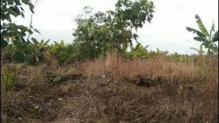 Pikat ayam hutan 2025 malaysia..si dolly..1.