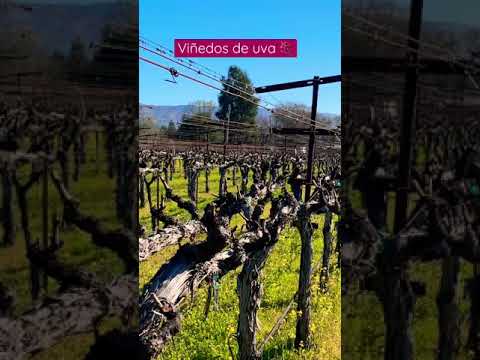 Video: Viñedo Ussuri