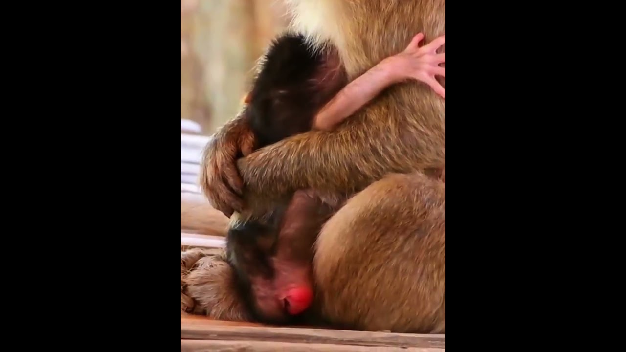 Very lovely newborn baby monkey needs milk 