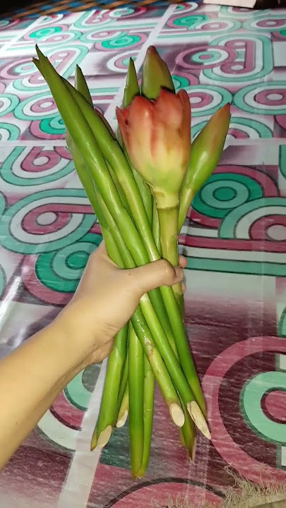 bunga kecombrang #kecombrang #shortvideo #subscribe #resepmasakan