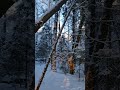 Русская зима в лесу возле Брехово.  Рождество Христово 2024 год.
