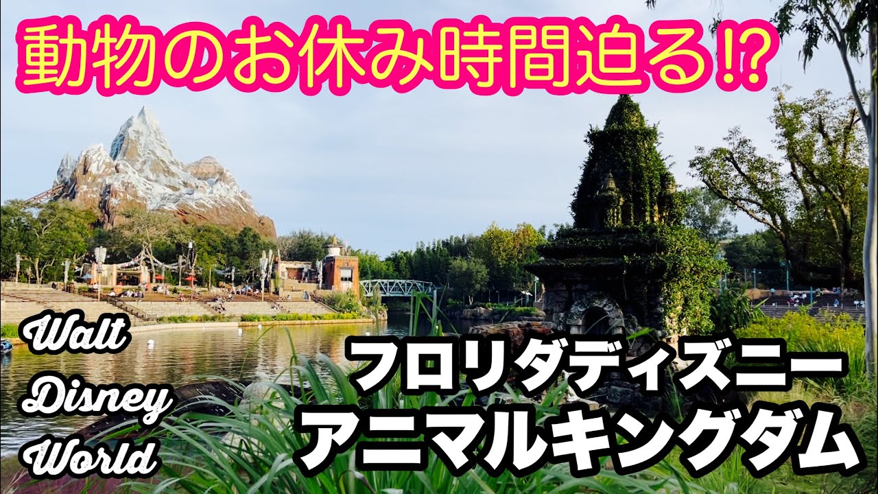 フロリダディズニー 急げ 動物が厩舎に入る時間です アニマルキングダムpart３ 171 Youtube