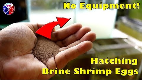 Hatching Brine Shrimp Eggs Without Equipment