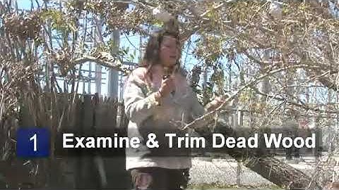 How to Prune Weeping Mulberry Trees