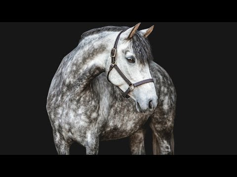Timber||Equestrian Music Video