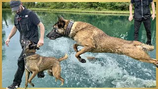 Making Training FUN With My BELGIAN MALINOIS! by Andy Krueger Dog Training  6,859 views 11 months ago 5 minutes, 48 seconds