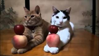 Lustige Katzen Videos Zusammenstellung Versuchen, Nicht zu Lachen | Neue und Beste Komisch . by KittyKitty 63,287 views 8 years ago 23 minutes