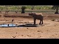 Elephant tsavo east