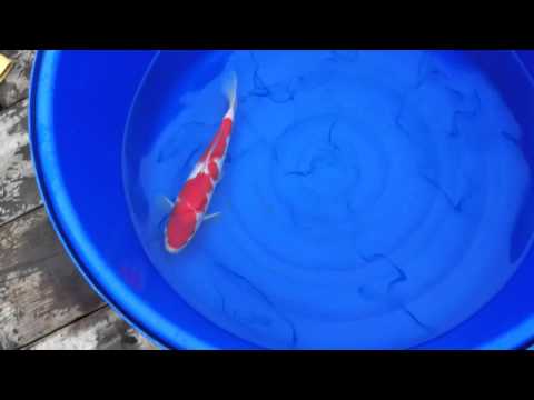 Koi Sakai Rose Kohaku Auction - Pan Intercorp Koi ...