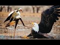 SECRETARY BIRD ─ A Fierce Dancing Snakes Killer! Secretary Bird vs snakes