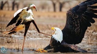 SECRETARY BIRD ─ A Fierce Dancing Snakes Killer! Secretary Bird vs snakes