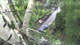 видео Вырубка деревьев в Мытищинском районе