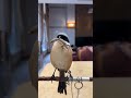 The Ultimate Guide to Mastering the Shrike Bird