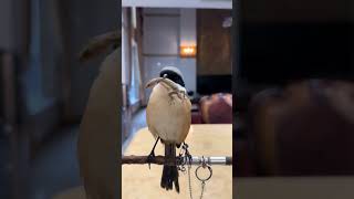 The Ultimate Guide to Mastering the Shrike Bird