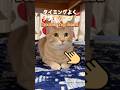 斜め45度くらいが可愛いと思ってしまう😍 #DoubleTapBeat#ちゃちゃまる #cat #catvideos #猫#shorts#虹深ぬふ