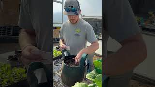 2 Quick Greens you can plant in time for the Holiday Table