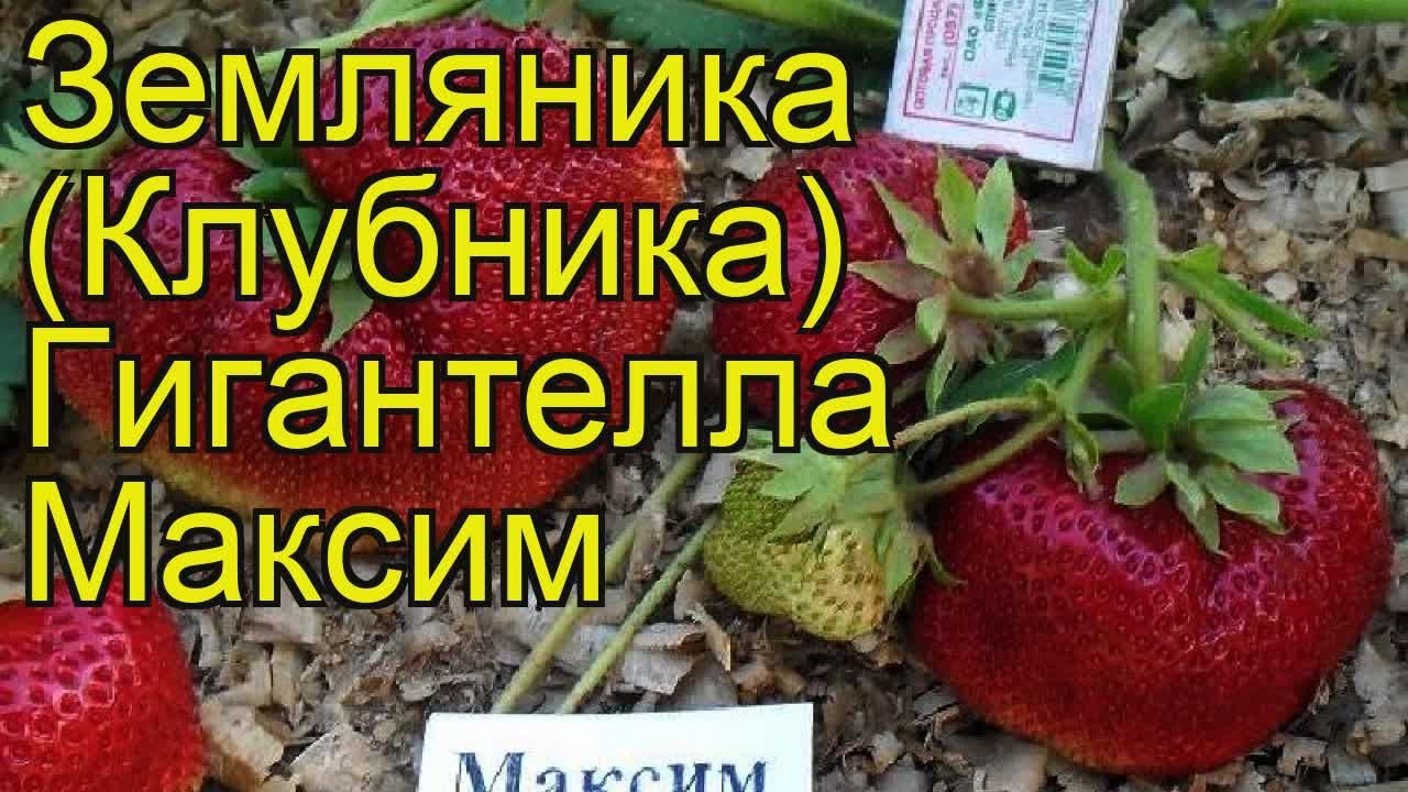 Гигантелла Максим Фото