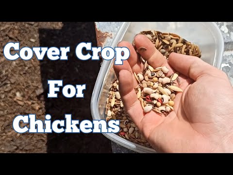 वीडियो: मुर्गियों के लिए सबसे अच्छी कवर फसल - मुर्गियों के लिए कवर फसल उगाने के टिप्स
