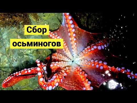 Sea hunting! Lots of octopuses and naked roundfin!
