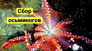 Морская охота! Много осьминогов и голый круглопёр!