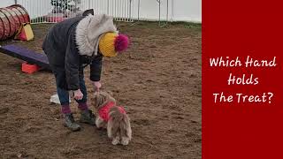 Do More With Your Dog Novice Trick Dog Title with Wendy and Dilys