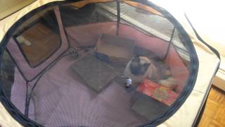 Ryuka And Tomos Play Time - Bouncy Mouse