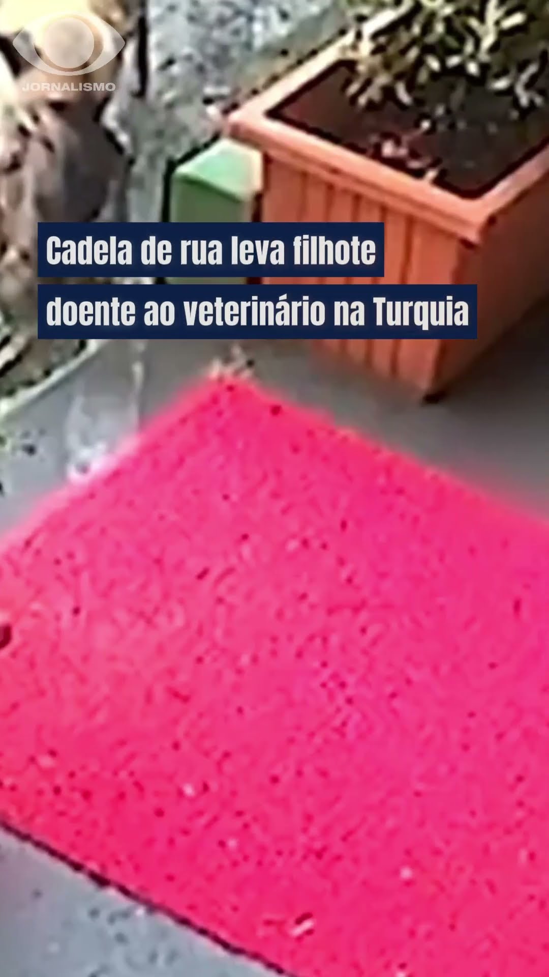 Cadela de rua leva filhote doente a uma clínica veterinária #shorts