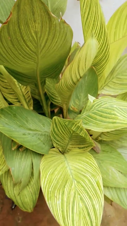 beautiful canna lily plant #garden #plants #youtubeshorts #shorts #ansari