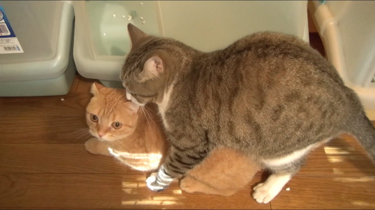 cute cats for sale 猫の交尾？姉を襲う弟... Cat mating? Taro assaults against oldest sister Maru