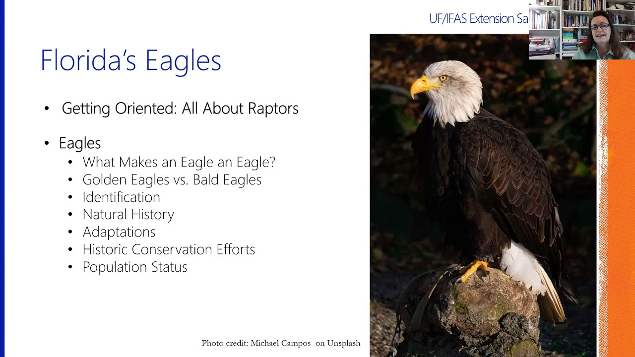 Wild Sarasota Eagles of Florida (webinar) YouTube