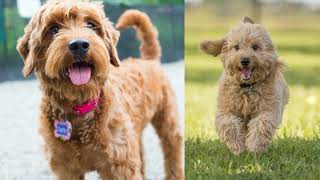 Cutest Goldendoodle Photo Compilation by Dog Trender 199 views 5 years ago 2 minutes, 28 seconds