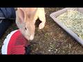 Bunny: "You belong to me now. Let me leave my scent so I won't forget you!"