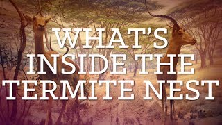 What's Inside The Termite Nest? | Diorama | PBS Digital Studios