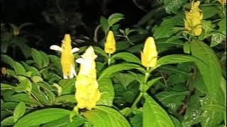 Download lagu Rita Sugiarto full album 