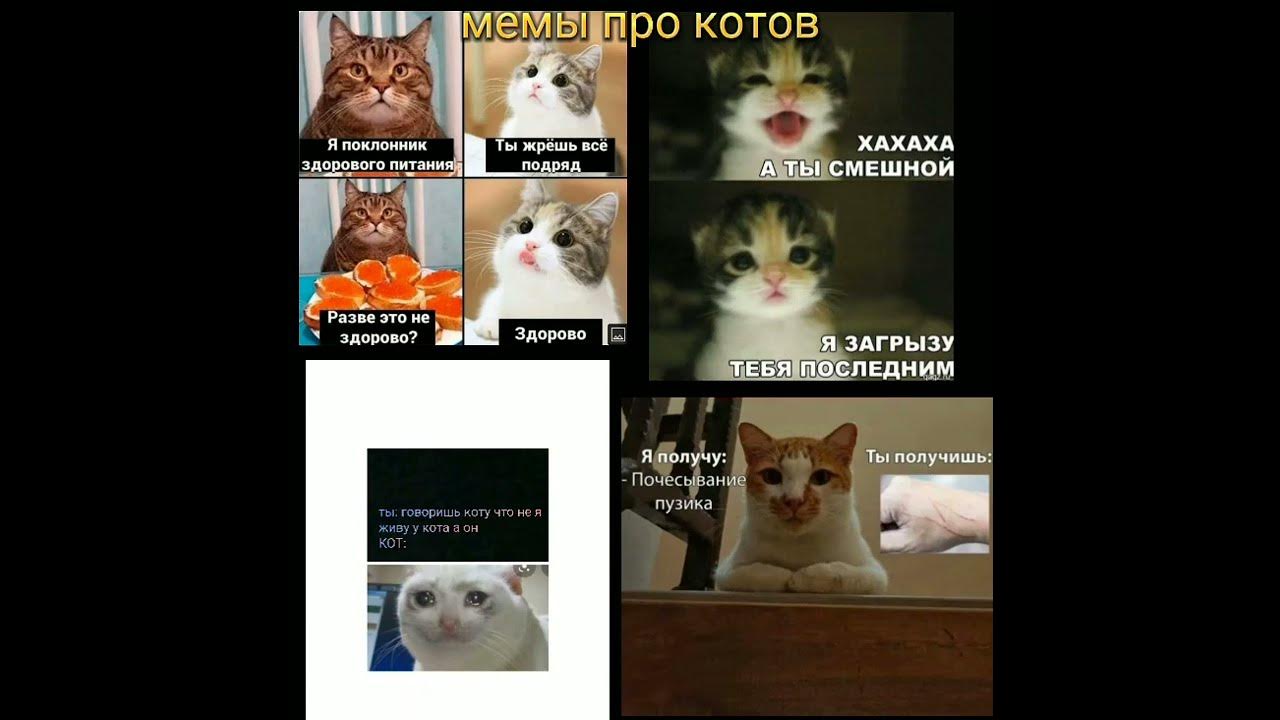 ♡ Кот ♡* Смешные мемы, Веселые мемы, Мемы