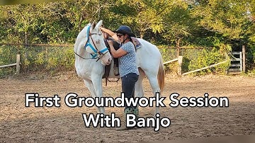 First Groundwork Session with Banjo - Establishing the Buttons on the ground