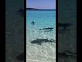 I DARE YOU TO JUMP IN #shorts #youtubeshorts #shark #bahamas