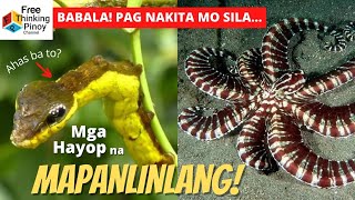 HIDDEN WORLD OF ANIMAL MIMICRY | Mga Hayop na Expert sa Pang-gagaya