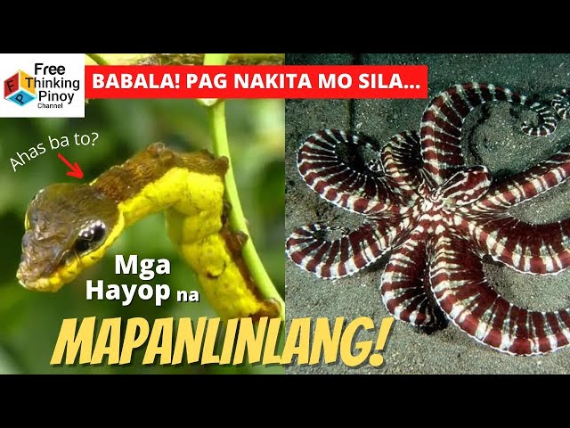 HIDDEN WORLD OF ANIMAL MIMICRY | Mga Hayop na Expert sa Pang-gagaya class=