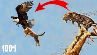 Mother Leopard Save Her Baby Fail and Hunt Eagle To Revenge | 1004 Animals / the chill attack Live..