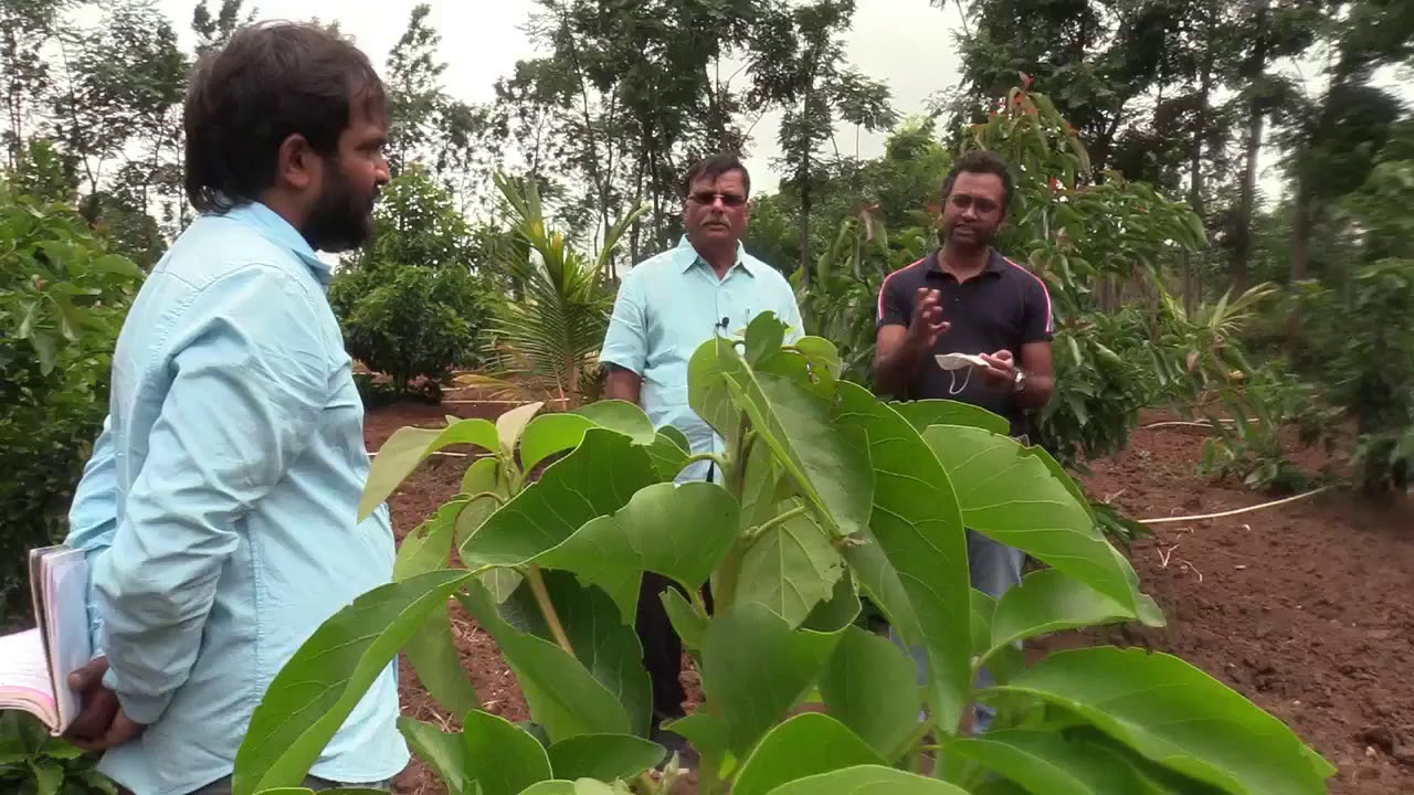 Interesting facts about Butter fruit and vanilla farming & Micro