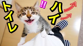 猫砂を変えるとトイレハイになる子猫が可愛い。【保護猫】