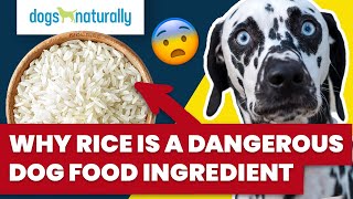 Why Rice Is A Dangerous Dog Food Ingredient