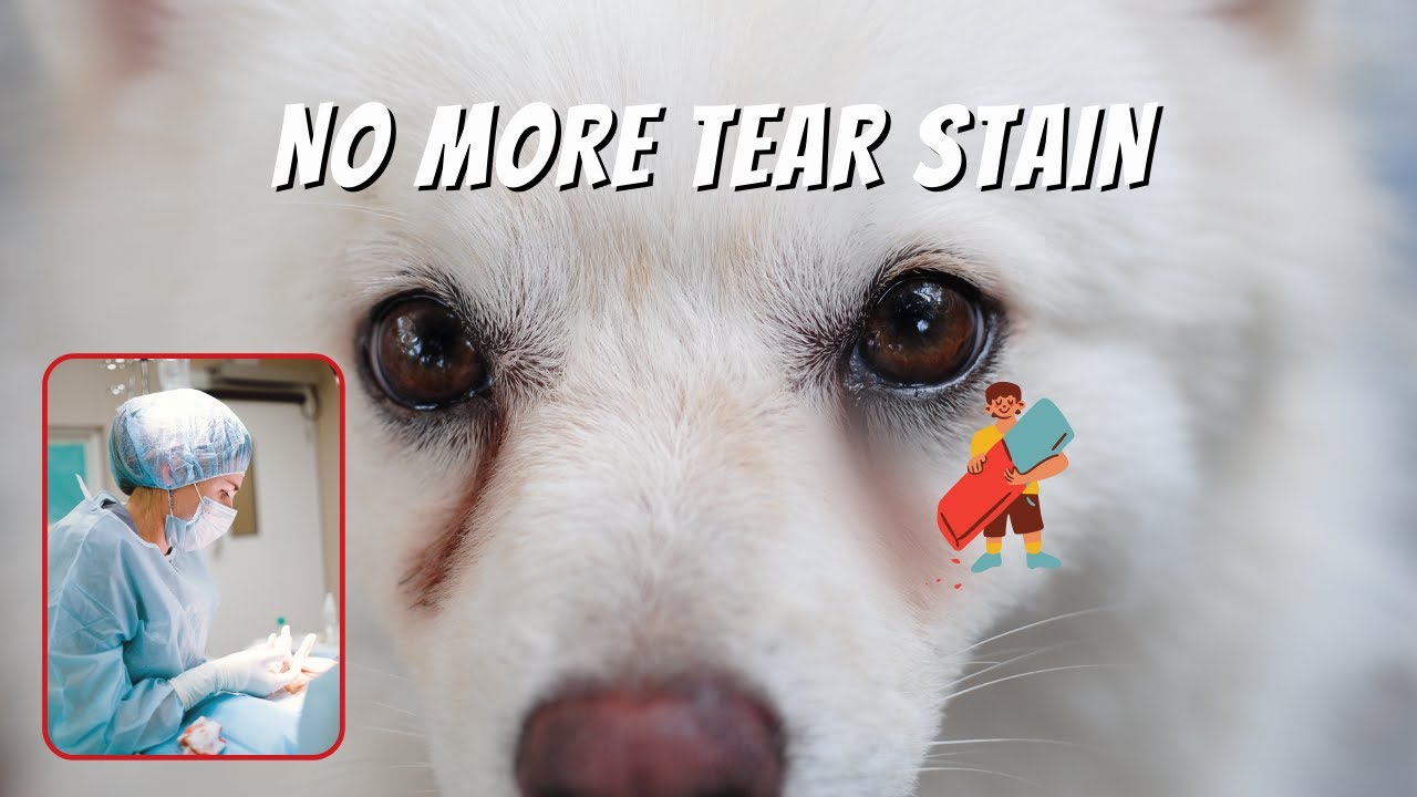 Removing dog Tear stains the NATURAL WAY YouTube