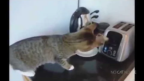 Quando il gatto fa il pazzo?
