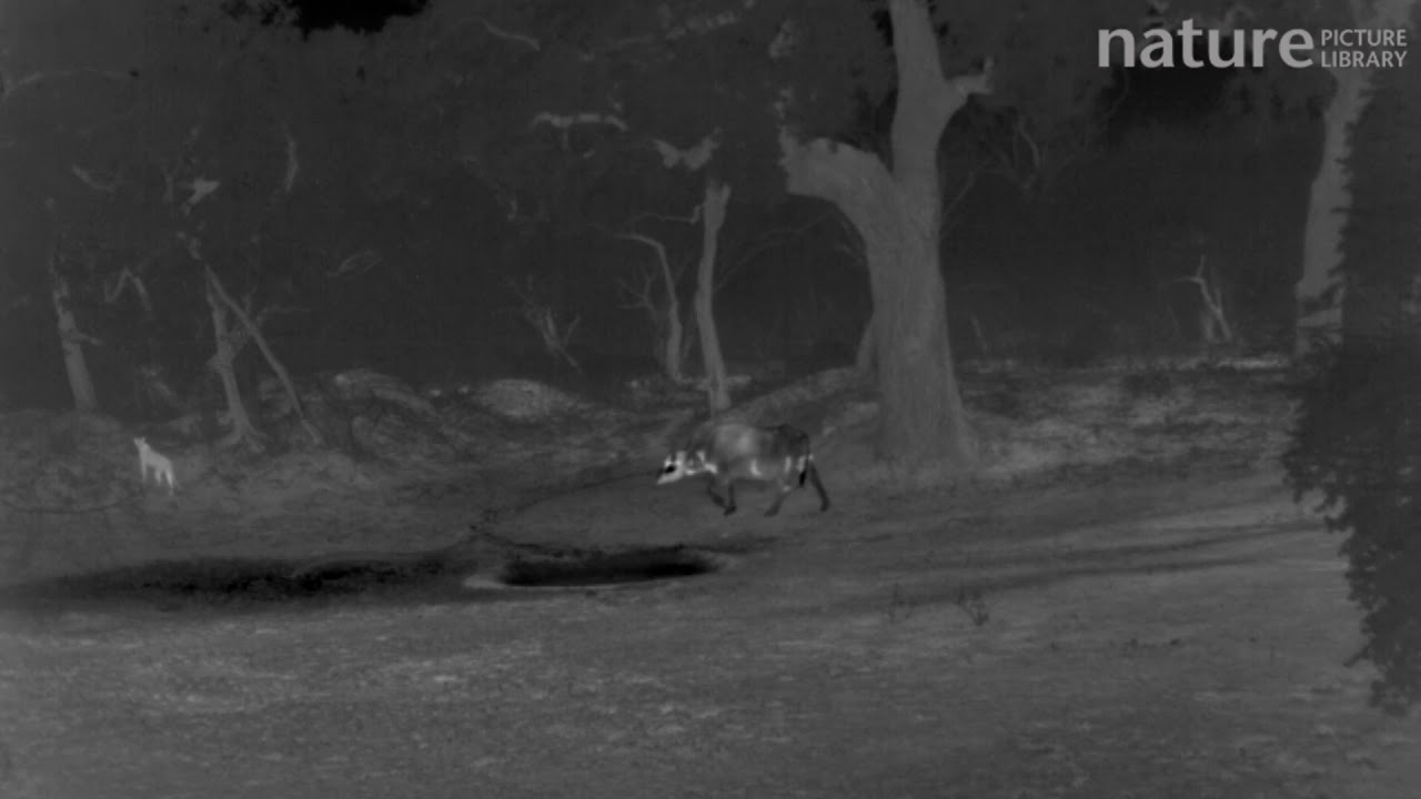 footage of chernobyl Water buffalo chasing a Sri Lankan leopard near a waterhole, footage taken at night using thermal ca