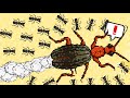 MASSIVE Bombardier Beetle DESTROYS Army - Pocket Ants