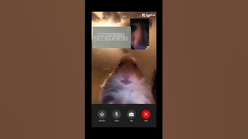 Hamster meme #foryou #viral #edit #trending #trend #memes #meme #funny #hampter