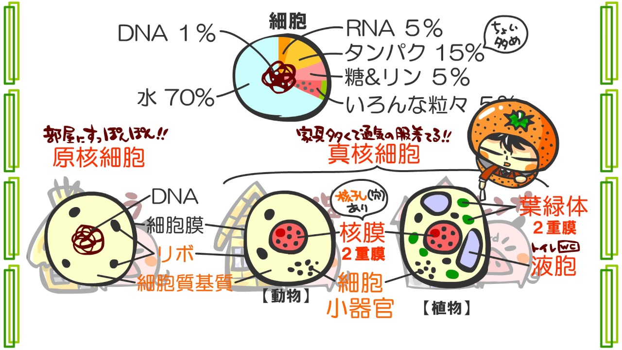 生物１章１話 細胞 ｂｙweb玉塾 Youtube