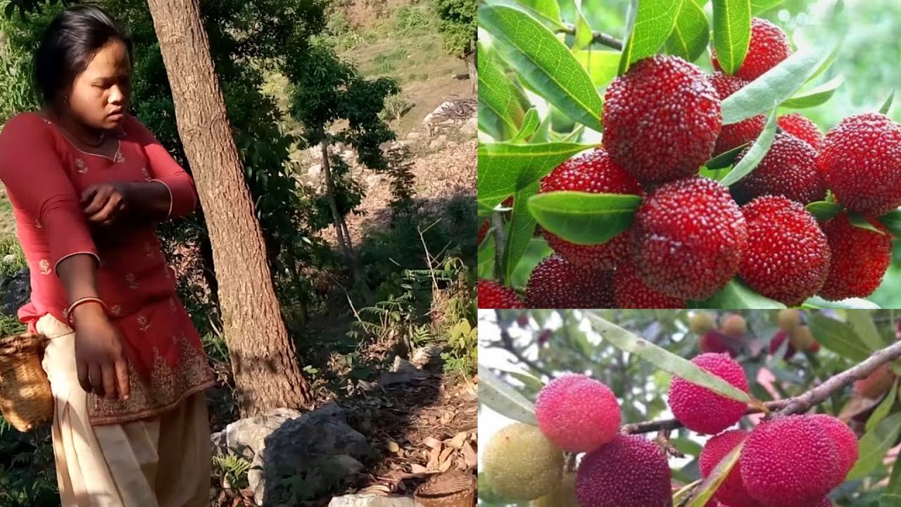 Kaaphal or Kafal Fruit काफल (BayBerry) Taste of Nepal YouTube